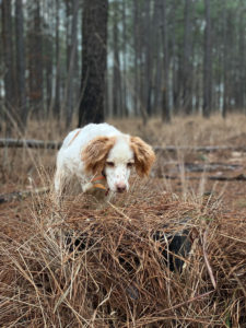 2022-2023 Quail Harvest photo 2