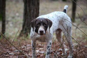 2022-2023 Quail Harvest photo 7