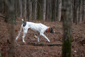 2022-2023 Quail Harvest photo 4