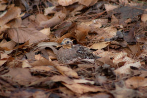 2022-2023 Quail Harvest photo 3