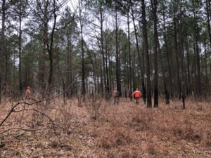 Quail Hunting Photo Gallery photo 2