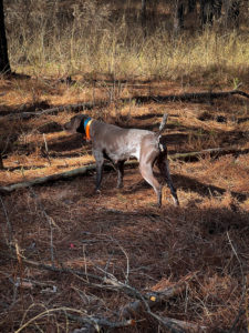 Quail Hunting Photo Gallery photo 8