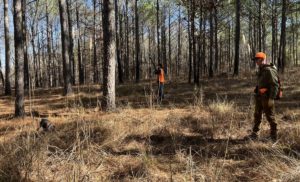 Quail Hunting Photo Gallery photo 7