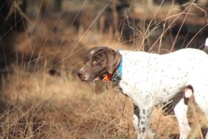 Quail Hunting Photo Gallery photo 18
