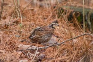 Quail Hunting Photo Gallery photo 17