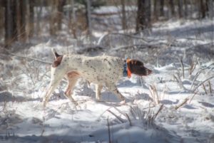 Quail Hunting Photo Gallery photo 11