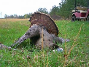 Turkey Hunts photo 6