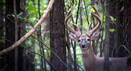 Whitetail buck peering through the hardwoods