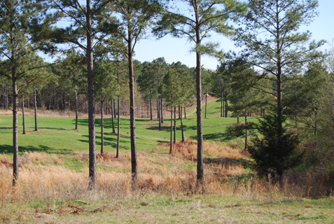 Food plot bordered by hardwoods