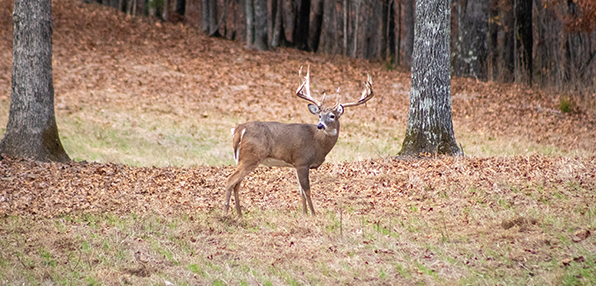 Mature whitetail buck in an autumn hardwood clearing