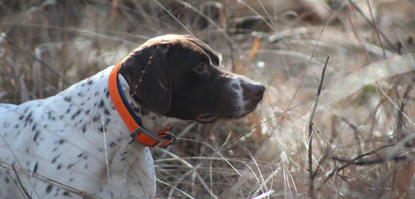 Pointer bird dog on point in tall grass